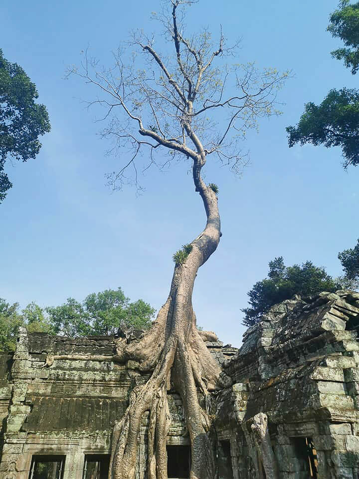 Cambodia-Trip-13-Days-Angkor-Wat-Siem-Reap-Ta-Prohm-Temple-Siem-Reap-3.jpg